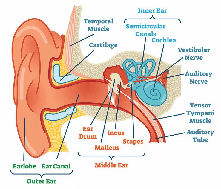 Anatomie de l'Oreille
